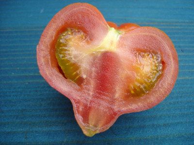 salztomate.o.jpg