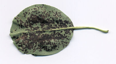 Ruckseite060711.jpg