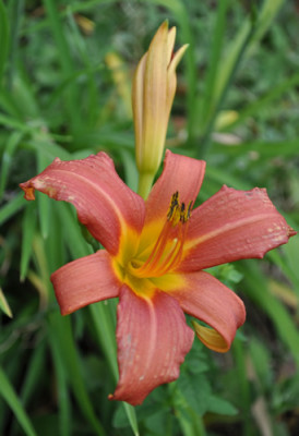 Hemerocallis_Pink_Damask_0011__7963.jpg