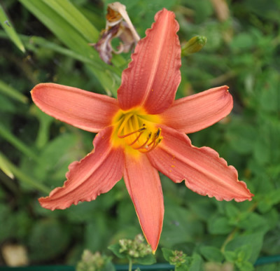 Lilie_roetlichorange__0011__8412.jpg