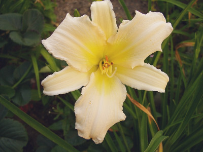 SS850548b_kl_radiant_moonbeam.jpg