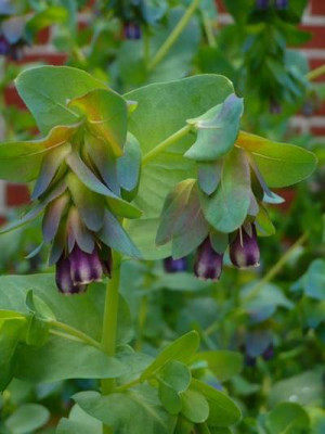 cerinthemajor3.jpg