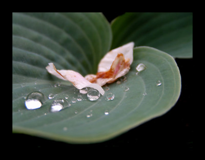 blatt3_pur.jpg