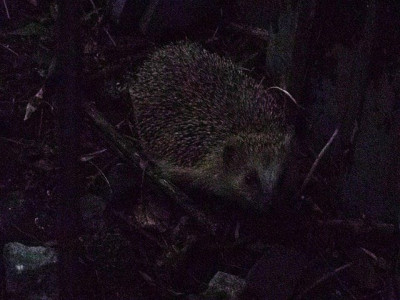 igel_3.jpg