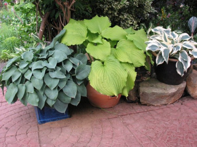 Gartenbilder_nach_Regen_011.jpg