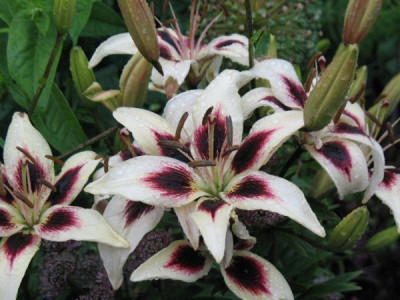 Gartenbilder_nach_dem_gr_Regen_3.Juli_160.jpg