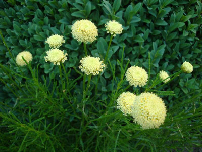 Olivenkraut.jpg