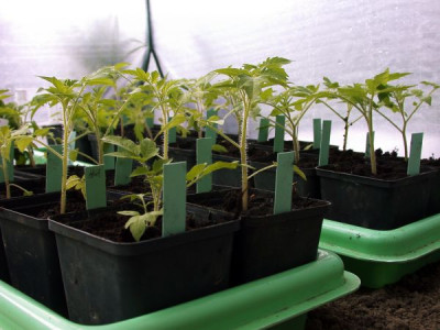 Tomaten_pikiert002.jpg
