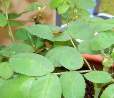 Insektunbekannt05.jpg