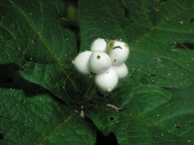 Triosteum_pinnatifidum_Frucht2.jpg