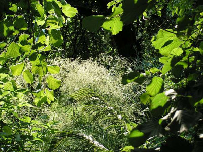 deschampsia_caespitosa1.jpg
