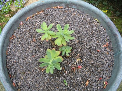 Sedum_unbekannt_Toskana_Hortu.jpg