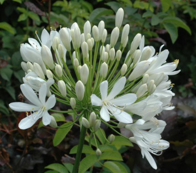 B6417a_Small.jpg