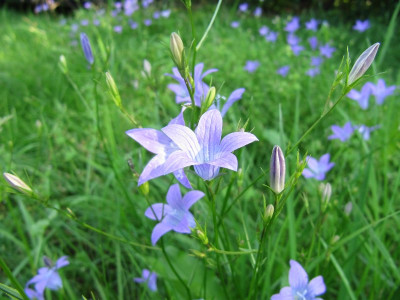 Glockenblume_MGP_110706.jpg