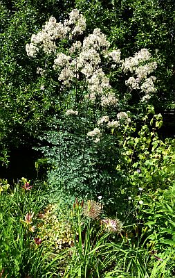 Thalictrum_Elin_P10106493.jpg