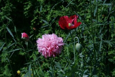 Mohn2611.jpg