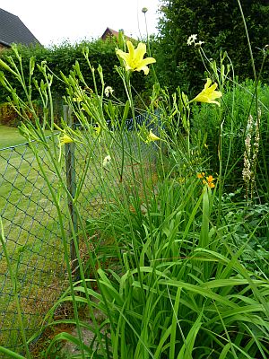 H._altissima_P10107051.jpg