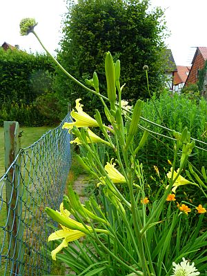 H._altissima_P10107061.jpg