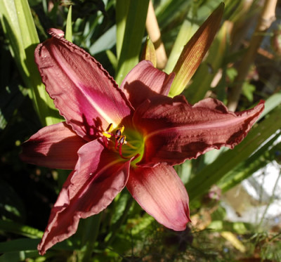 Hemerocallis_Autumn_Red_0011__85232.jpg