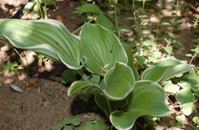 Sagae_3_0011__85147.jpg
