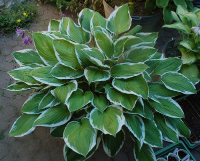 Namenlose_4_0011_S3_85118.jpg