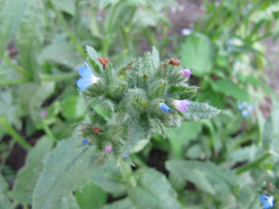 Buglossoides_arvensis_110627.jpg
