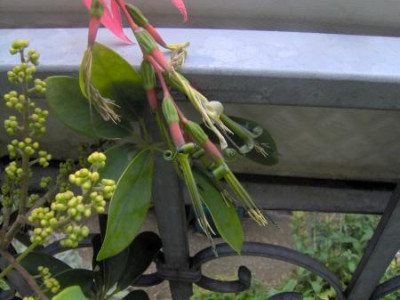 Billbergia_nutansBlute.jpg