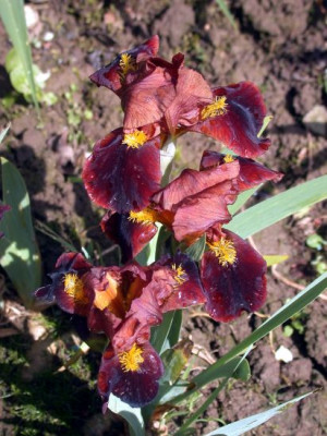 Iris_barbata_nana_braun002.jpg