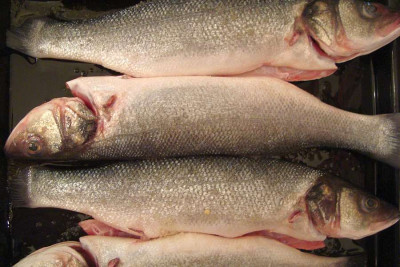 loup-de-mer_20110708.jpg
