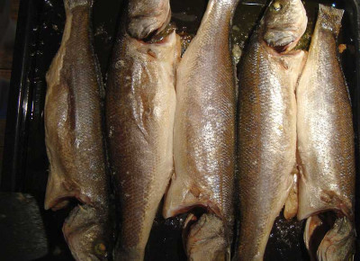 loup-de-mer_20110708_fertig.jpg