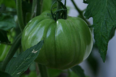 TomatenJuli0211.jpg