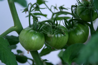 TomatenJuli0411.jpg