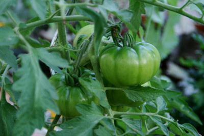 TomatenJuli0311.jpg