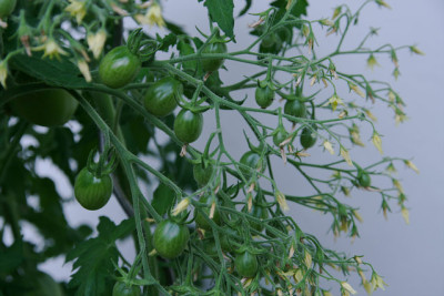 TomatenJuli1111.jpg