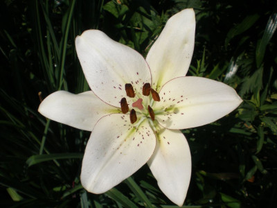 GP_Lilium_Eyeliner_2011e.jpg