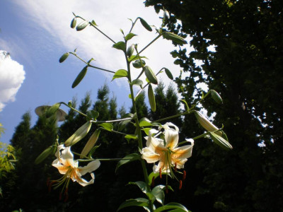 Lilium_Lady_Alice_2011e.jpg