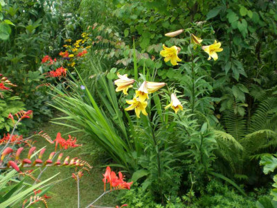 GP_Lilium_Golden_Splendour_2011e.jpg