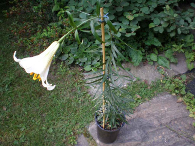 GP_Lilium_welches1_2011e.jpg