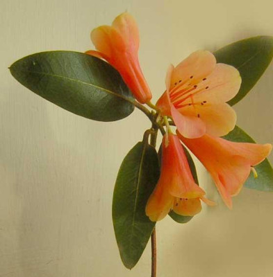 77Rhodo_cinnabarinum.jpg