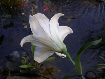 GP_Lilium_welches3_2011e.jpg