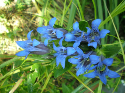GP_Gentiana_septemfida_var_lagodechiana_2011e.jpg