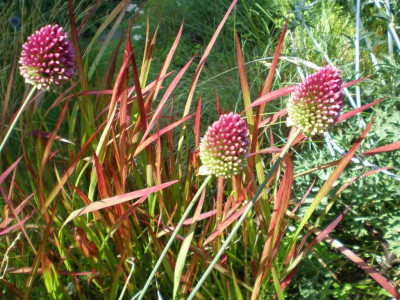 GP_Allium_sphaerocephalon_2011e.jpg