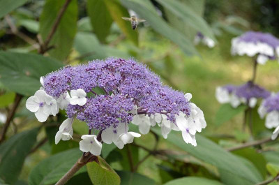 Hydrangea-aspera-2011-07-09.jpg