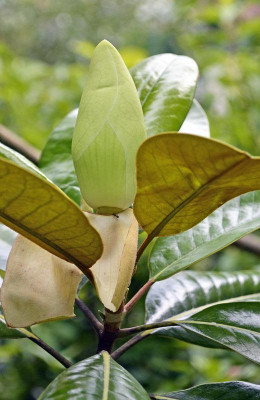 Magnolia-Russet-2011-07-09-.jpg