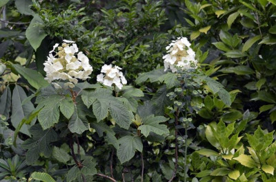 Hydrangea-quercifolia-2011-.jpg