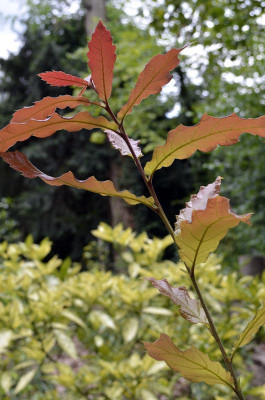 Quercus-rhysophylla-Maya-20.jpg