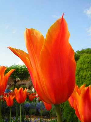 tulipmania.jpg