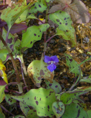 Tradescantia-unbekannt-1906.jpg