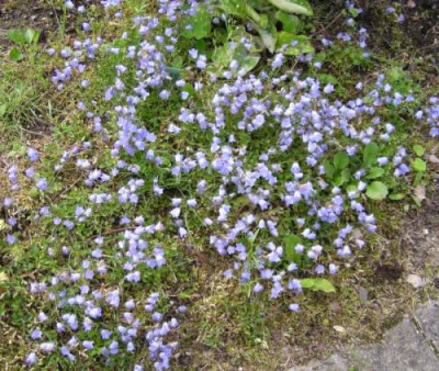 C.cochleariifolia_Seeshaupt.jpg