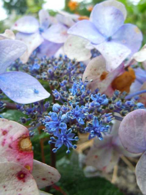 Taglilien_Juli_2011_026.JPG